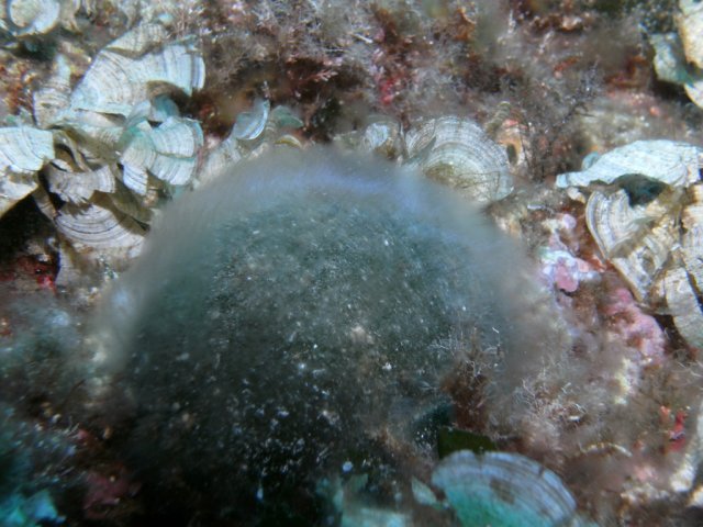 Codium en boule, béret basque ou algue feutrée en boule