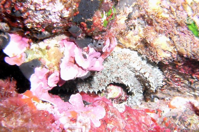 Etoile de mer glaciaire ou étoile de mer épineuse