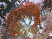 Actinie rouge