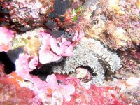 Etoile de mer glaciaire ou étoile de mer épineuse