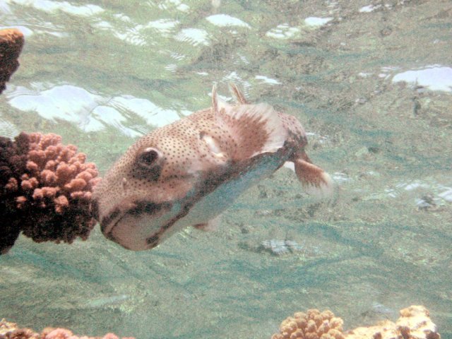 Diodon ou grand poisson porc-épic, poisson porc-épic armé, diodon commun, porc-épic boubou, porc-épine boubou