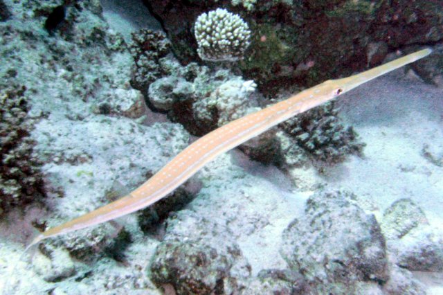 Poisson flûte ou cornette à taches bleues, aiguillette de fond, fistulaire de Commerson