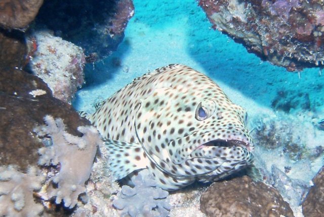 Mérou marbré, mérou camouflage ou loche crasseuse