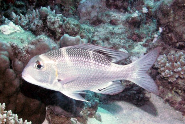 Empereur bossu ou empereur gros yeux, daurade tropicale, bec-de-cane