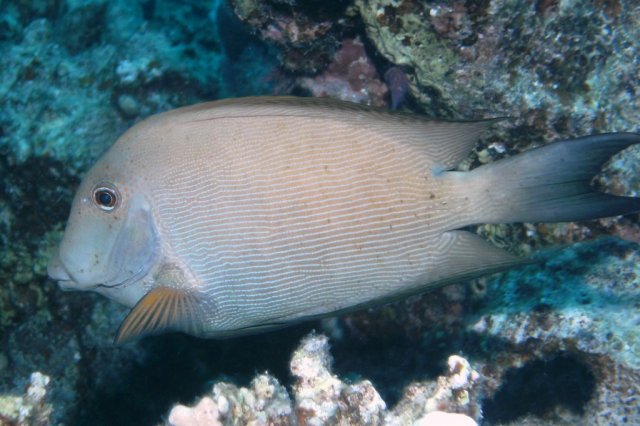 Poisson Empereur