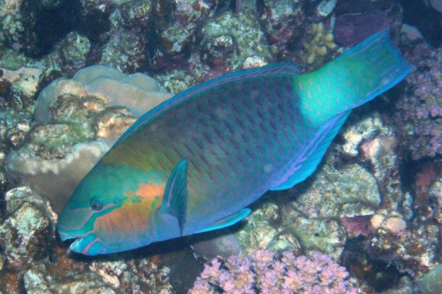 Poisson Perroquet-marguerite