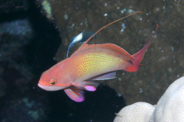 barbier rouge à queue de lyre ou anthias