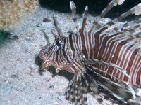 Poisson lion ou rascasse volante, poisson scorpion, rascasse poule, ptérois volant, laffe volant, poisson dindon