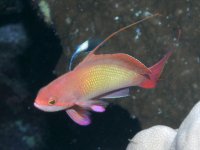 barbier rouge à queue de lyre ou anthias