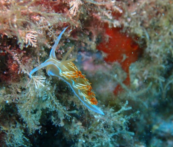 Flabelline blanche ou flabelline bleue