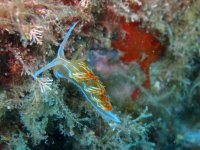 Flabelline blanche ou flabelline bleue