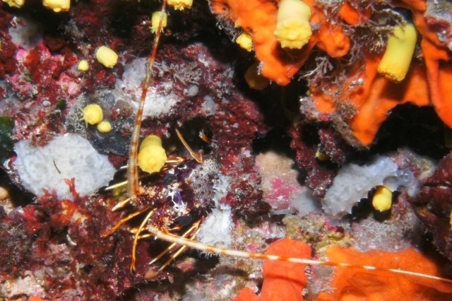 Langouste à bandes rouges