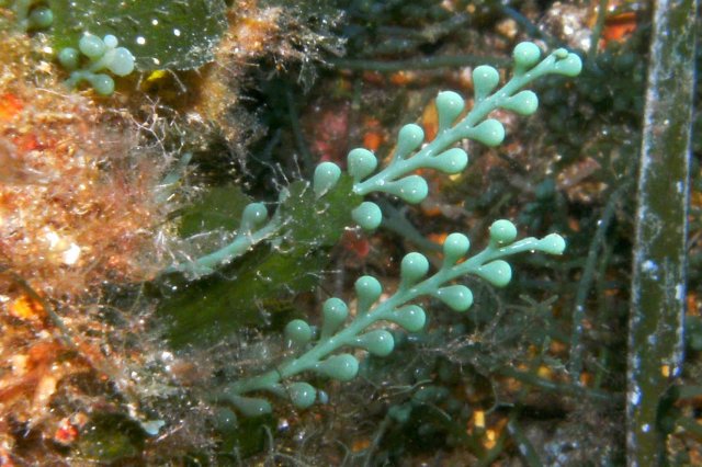 Caulerpa racemosa