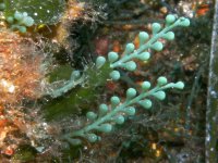 Caulerpa racemosa